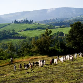 A woman herds goats over a field in verdant Tuscany in front of woods and a hilltop house circled by pencil cypress trees.