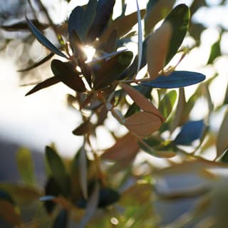 Close-up of olive tree leaves illuminated by sun rays