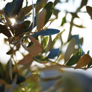 Close-up of olive tree leaves illuminated by sun rays