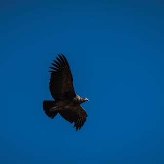 Looking up at the underside of an Andean condor, wings wide and feather fingertips fanned, soaring across a deep blue sky.