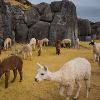 A group of brown and white alpacas and llamas graze around the boulders of the Saqsaywaman citadel on the outskirts of Cusco.