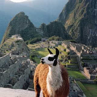 A beautiful brown and white-haired llama with black ears and markings photobombs a view of Macha Picchu's main square.