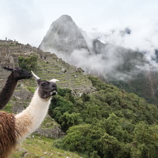 Two alpacas with the Machu Picchu citadel shrouded in cloud as a backdrop