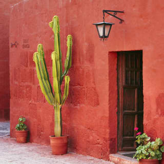 Large potted cactus against a vibrant raspberry red stone wall