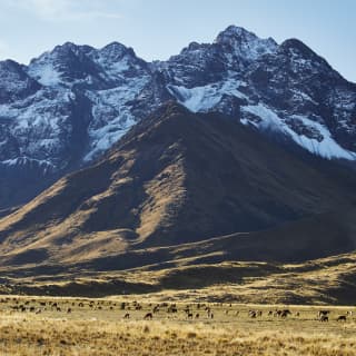 Camelids graze in the open plains of the Altiplano, dwarfed by the snowy ridges and peaks of the La Raya mountain ranges.