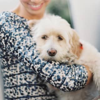 Dog relaxes in its owner’s arms at pet-friendly hotel that serves gourmet canine meals