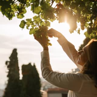 A woman in a white shirt with shoulder-length uses scissors to cut a bunch of grapes from a hanging vine that glows in sun.
