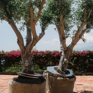 In this Yoan Capote sculpture, two real olive trees in hessian containers are tethered together by giant metal handcuffs