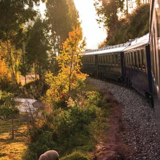 Blue train carriages curving round a track lined with colourful trees