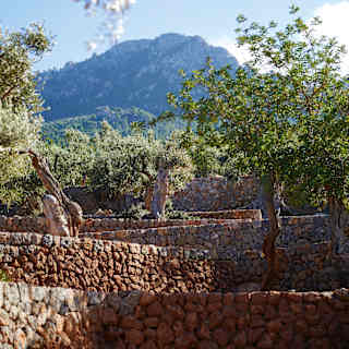 Lush olive trees in a stone-walled olive grove with a mountain backdrop