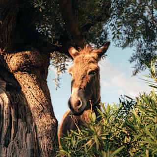 A brown donkey with a white nose faces the camera as it stands beneath an old olive tree, seen from a low angle.