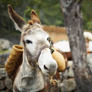 Close-up of a donkey wearing a pack standing next to a stone wall