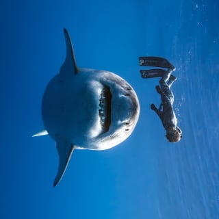 Sideways image of free diver Ocean Ramsey, who floats above a smiling Great White Shark which swims towards the camera.