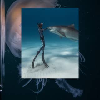 A diving stands on the tips of her flippers on the seabed greeting a shark in an image that overlays a photo of a jellyfish.