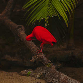 A bright red bird stands on a tree branch, its head tucked down as if searching for food, with green palm leaves in the background and a dark, natural setting around it.