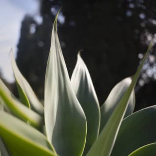 Close-up of an agave plant with its smooth arrow-head leaves pointing skywards, shot by Gregory Halpern.