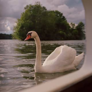 A white-feathered swan glides on serene river waters at eye-level, glimpsed through a window onboard the Amaryllis.