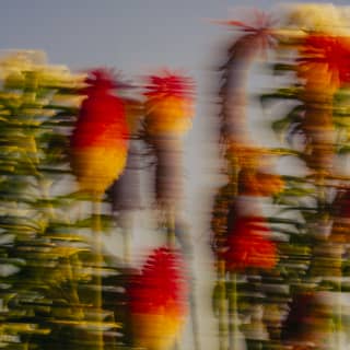 Blurred image of Kniphofia flowers - known as Red Hot Pokers - with red and yellow brushes on long stalks, against blue sky.