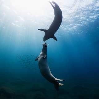Two monk seals meet face to face in blue waters speared by sun rays in an extraordinary capture by photographer, Andy Mann.