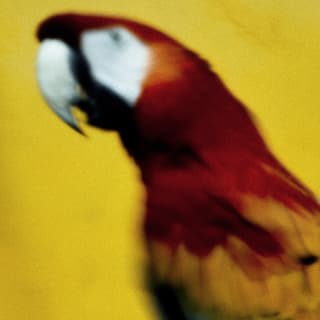 Blurred photograph of a macaw with a red head, white eye patches and yellow-feathered shoulders in a close-up of a 2D image.