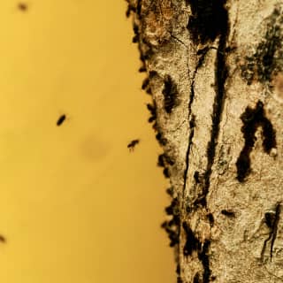Close-up of the side of a tree trunk as flying bees approach the bark, silhouetted on a pure honey-yellow background.