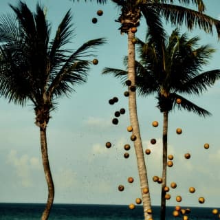 Incredible image of tens of coconuts, captured as they fall like cannon balls from one of three ocean-side palm trees.