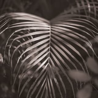 Black and white close-up of a palm leaf showing the symmetry of the blades either side of the stem.