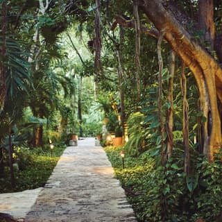 Tunnel-view of a stone-built path under arching palms in evening light