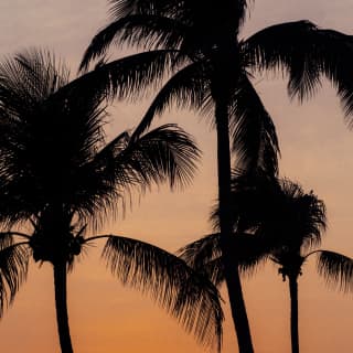 Three tall palms with slender trunks and wide fronds rise as silhouettes against the sunset sky, framing a golden orb sun.