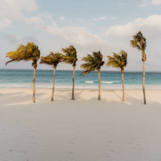 A breeze rushes through the fronds of six straight palm trees growing in a row on the white-sand beach near the water's edge.