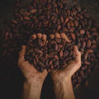 Close-up of a pair of cupped hands lifting a pile of reddish brown raw cocoa beans from a large bowlful.