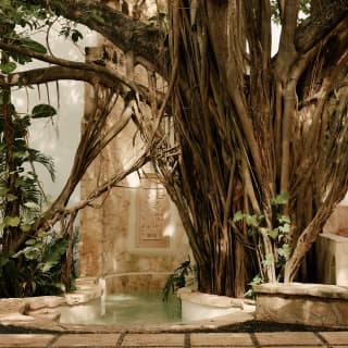 The prop roots of a large fig tree bridge a small shady pool by an external wall with Mayan carvings outside the spa.