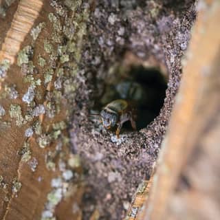 Close-up of the head and front feet of a tiny, stingless Melipona bee as it emerges from a hole in a lichen-coated wood hive.