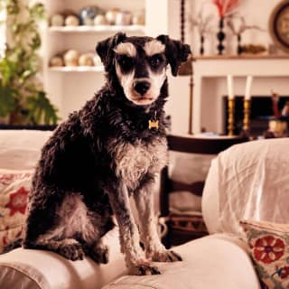 A black and white furry dog looking attentively at the camera