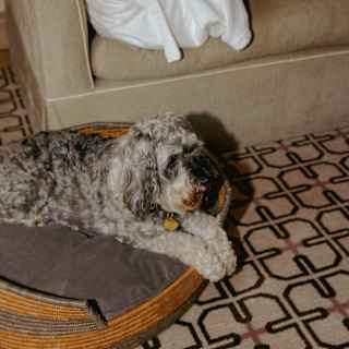A grey cockapoo-type dog rests on a bed at the foot of a sofa where a woman in a gown reclines, chatting on a telephone.