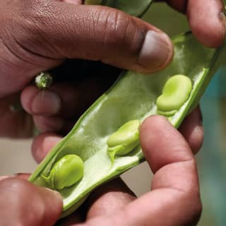 Close-up of two hands peeling open a runner bean
