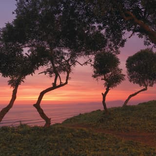 A colourful pink and purple Pacific sunset through the trees along the Peruvian coast