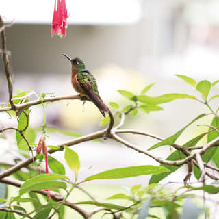 Hummingbird reaching up toward pink hanging flowers