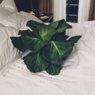 A bunch of large deep green rhubarb leaves, freshly-pulled, rests on a bed, scattering soil granules on the crisp bed linen.