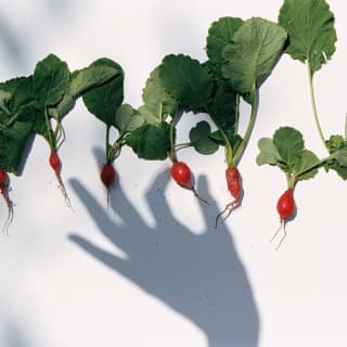 A shadow hand apparently plucks a bright red radish from a group of eight, with leaves attached, lined up on a white surface.