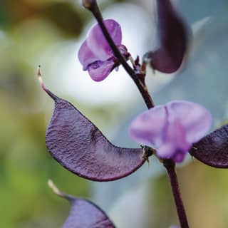 A close up of the crescent-shaped dark purple pods and butterfly-like lilac flowers of a Hyacinth Bean