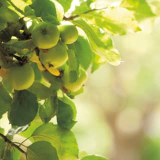 Summer sun shines through the pale green leaves of an apple tree. A cluster of four small apples cling to a gnarled branch