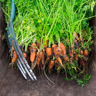 A garden fork lies across a pile of freshly harvested carrots, the green leaves vivid against the earth speckled orange roots