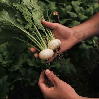 A gardener's hands cradle two freshly picked small white turnips with large, lush green leaves