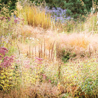 A wildflower meadow bursts with yellow and green grasses, blue asters, purple clover and pink flowering Sweet Joe Pye Weed