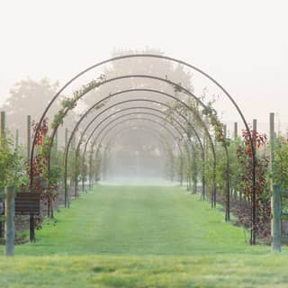 A regiment of iron arches creates a tunnel stretching back into autumn mist, as young apple trees grow up over the arbour