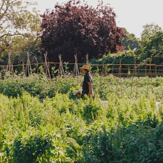 A gardener in a sun hat walks towards bamboo runner bean tepees, waist high in the lush growth of the kitchen garden.