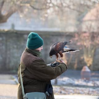 A Harris Hawk perches on the black leather gauntlet of a falconer as she stands amid the winter frost in a stone walled garden