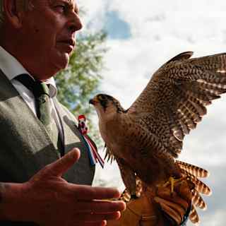 A peregrine falcon extends its wing and tail feathers, catching sunlight, as it rests on a falconer's glove, seen from below.