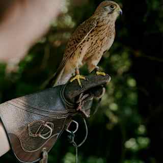 A pretty kestrel with a wide eye, soft brown feathers and yellow feet sits on a falconer's leather glove, seen close-up.